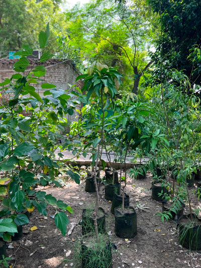 Mango Fruit Plant (Grafted Aam Tree)