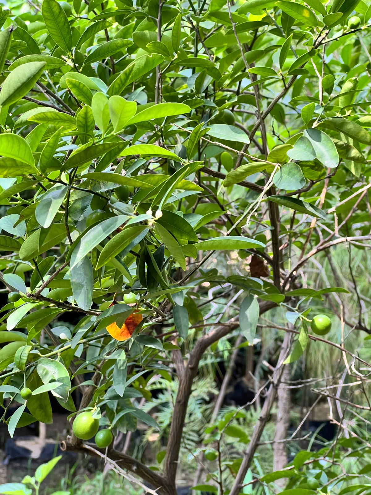 Lemon Fruit Plant (Grafted Citrus Tree), photo 5