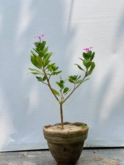 Vinka Plant (Madagascar Periwinkle)