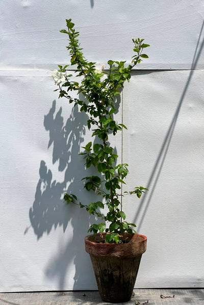 Hibiscus Plant (Tropical Gurhal Flower, aka Hibuscus)