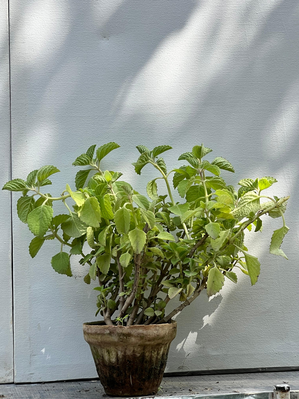 Ajwain Plant (Indian Borage)