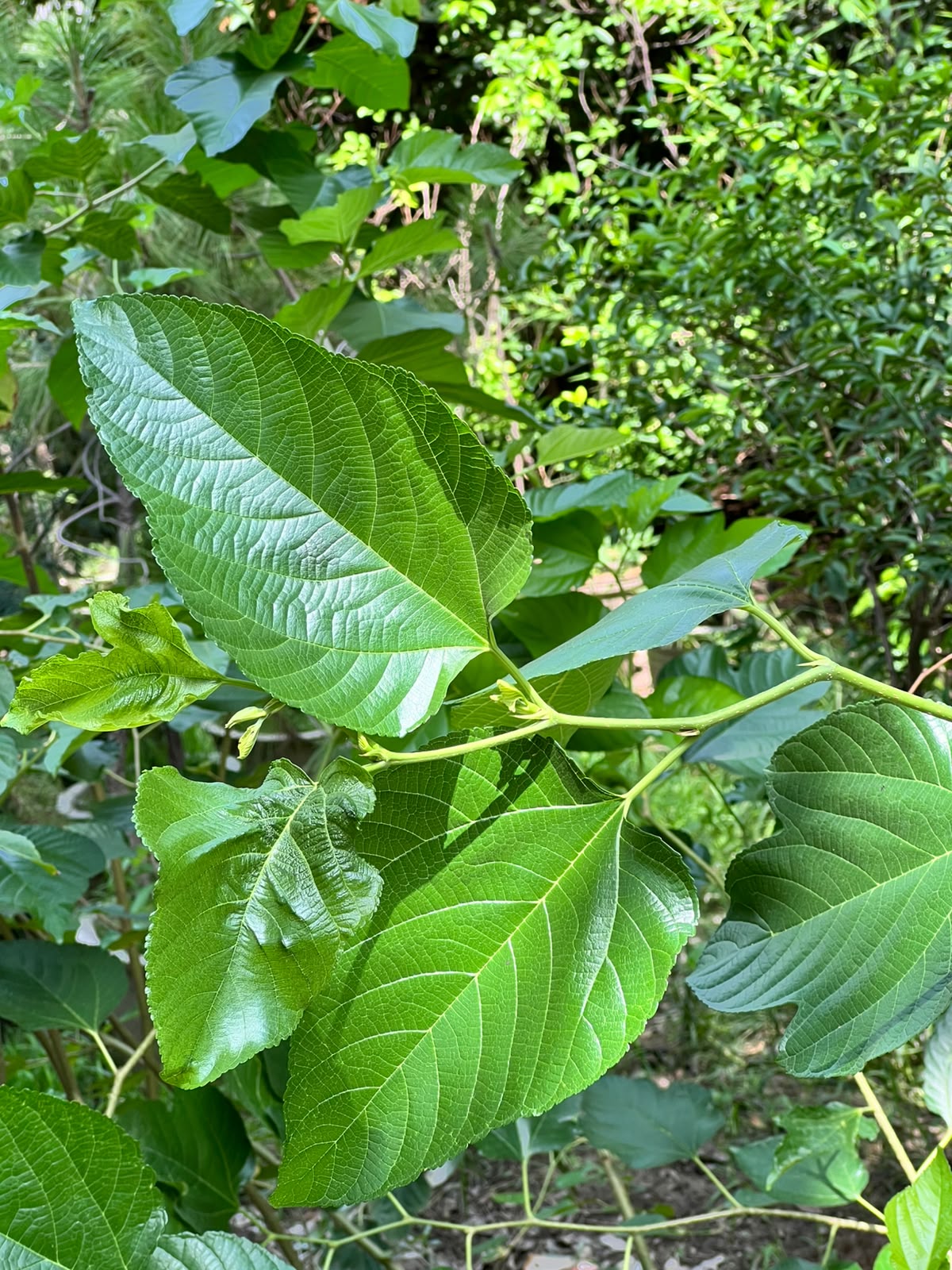 Shahtoot Fruit Plant (Grafted Mulberry Tree), photo 2