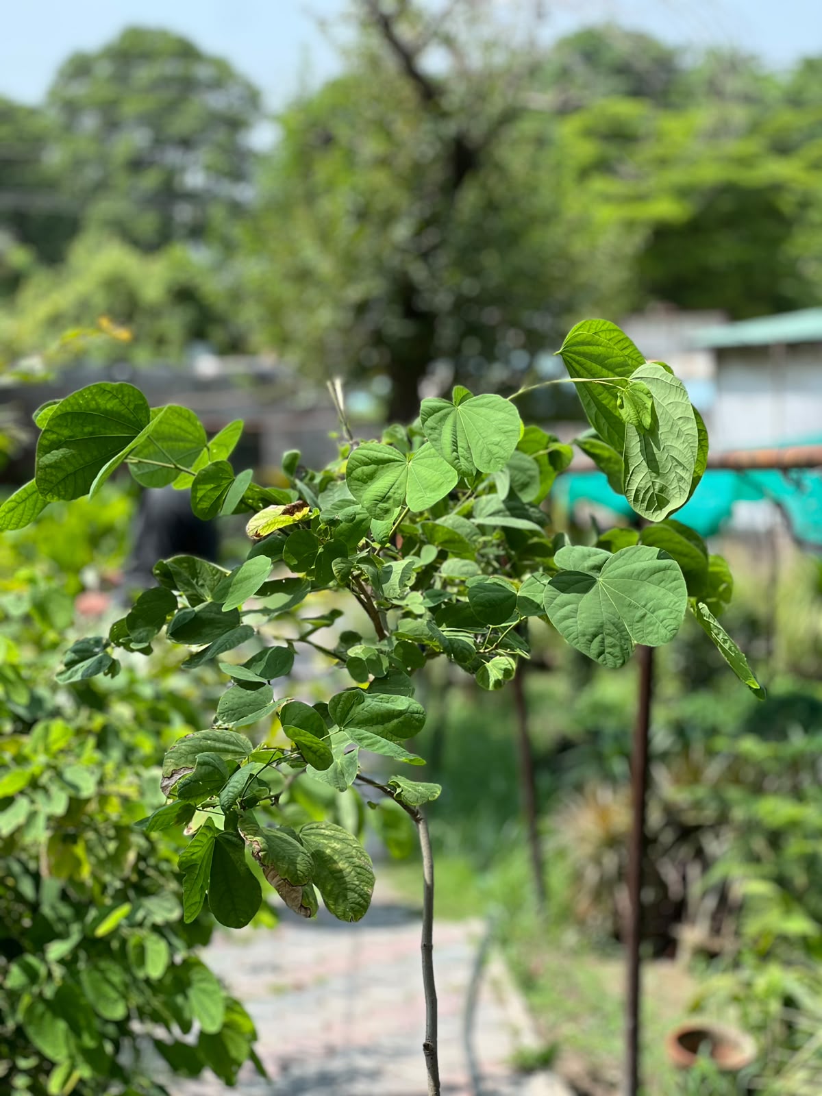 Kachnar Tree (Orchid Tree), photo 5