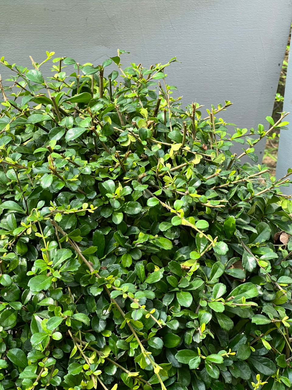 Buxus Ball Plant (Live Boxwood Ball), photo 3