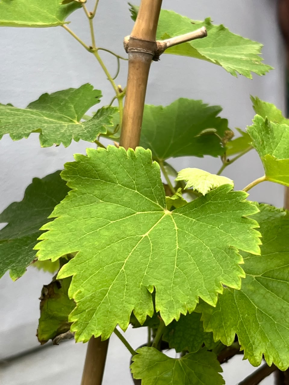 Grapes Bail Fruit Plant (Grafted Grapevine), photo 3