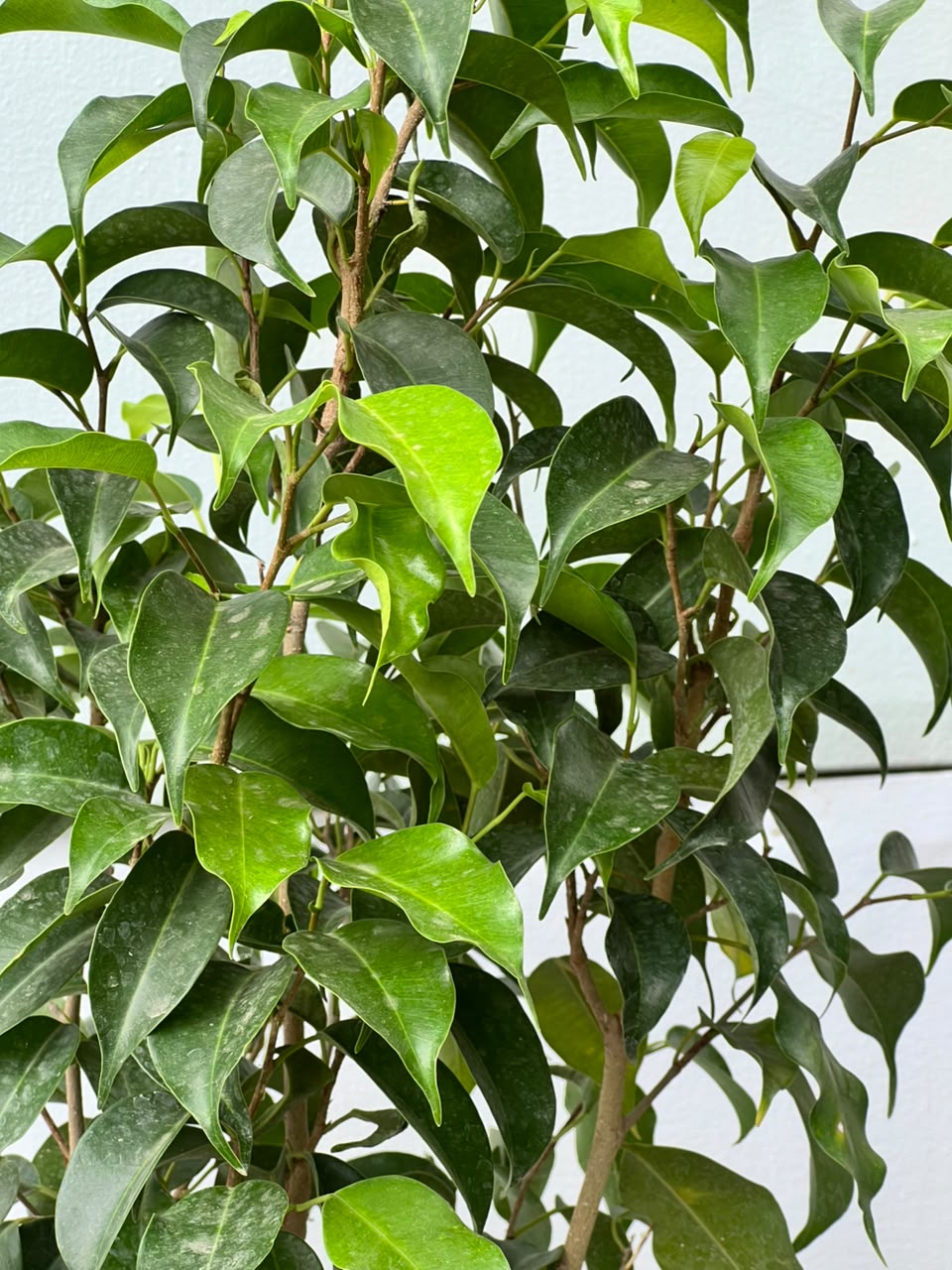 Black Ficus Tree (Dark Variegated Ficus), photo 3