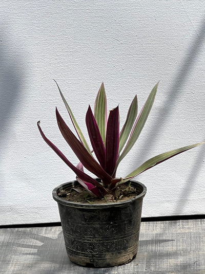 Scanchia Plant (Tropical Foliage Shrub)