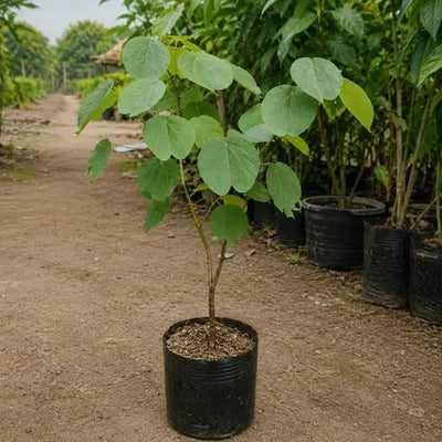 Kachnar Tree (Orchid Tree)