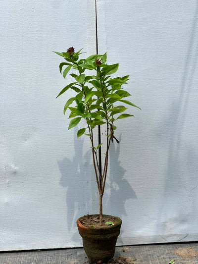 Niazboo Plant (Sweet Basil Herb)
