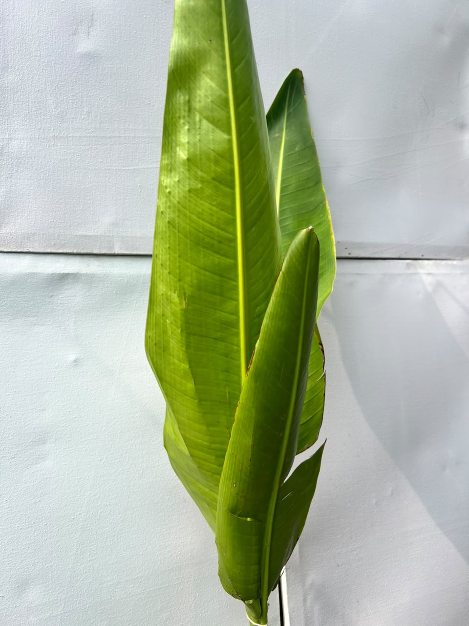 Banana Fruit Plant (Live Kela), photo 2