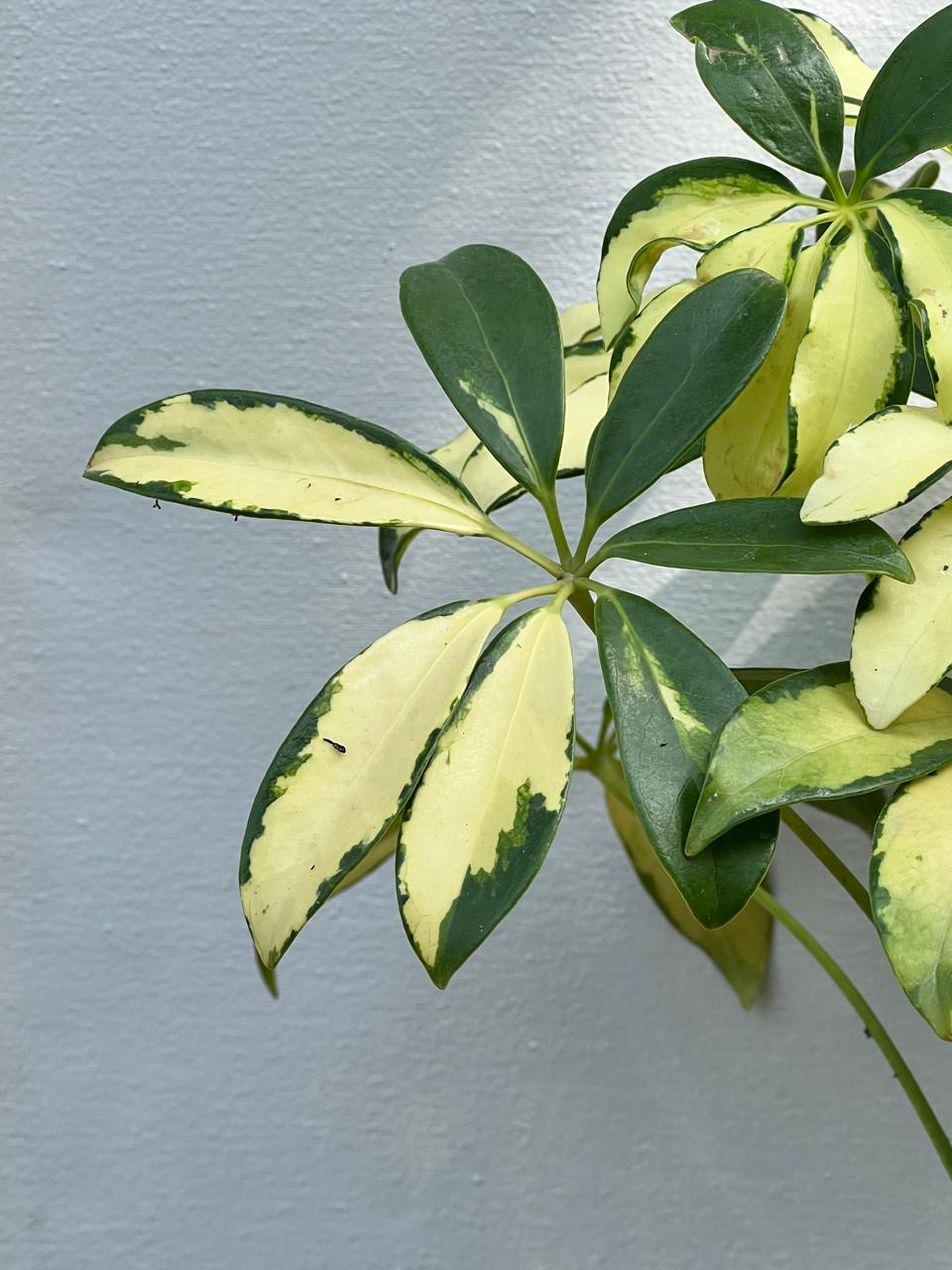 Schefflera Plant (Umbrella Plant), photo 3
