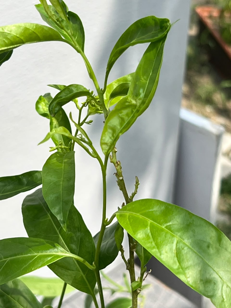 Raat Ki Rani Plant (Night-Blooming Jasmine), photo 3