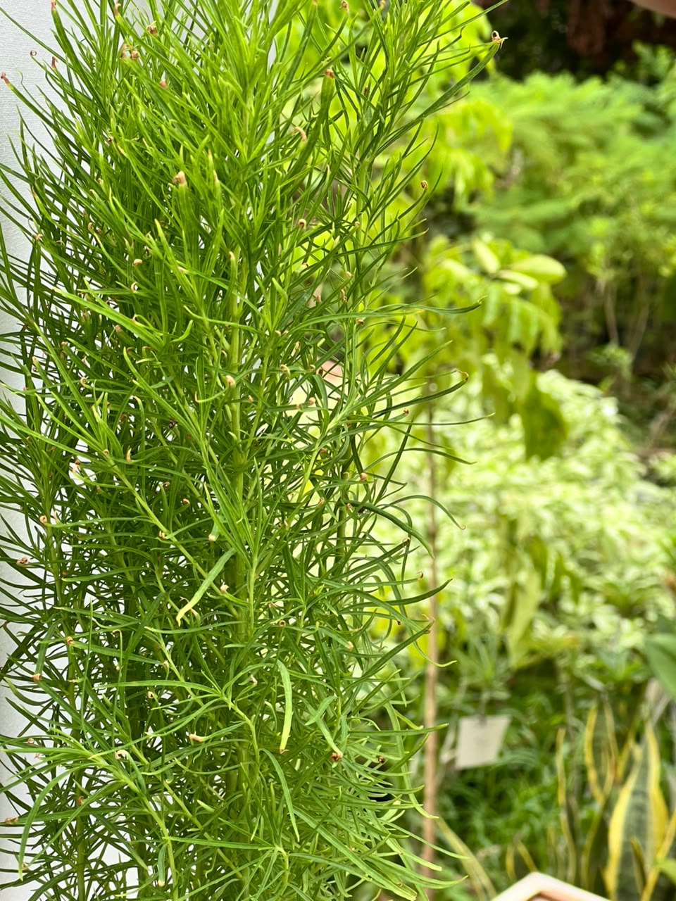 Kochia Plant (Lush Globe Foliage), photo 3