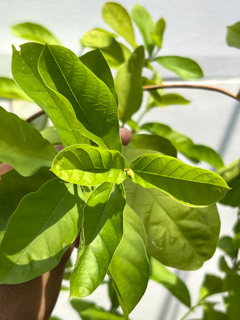 Jhumka Stand Plant (Standard Hibiscus Form), photo 3