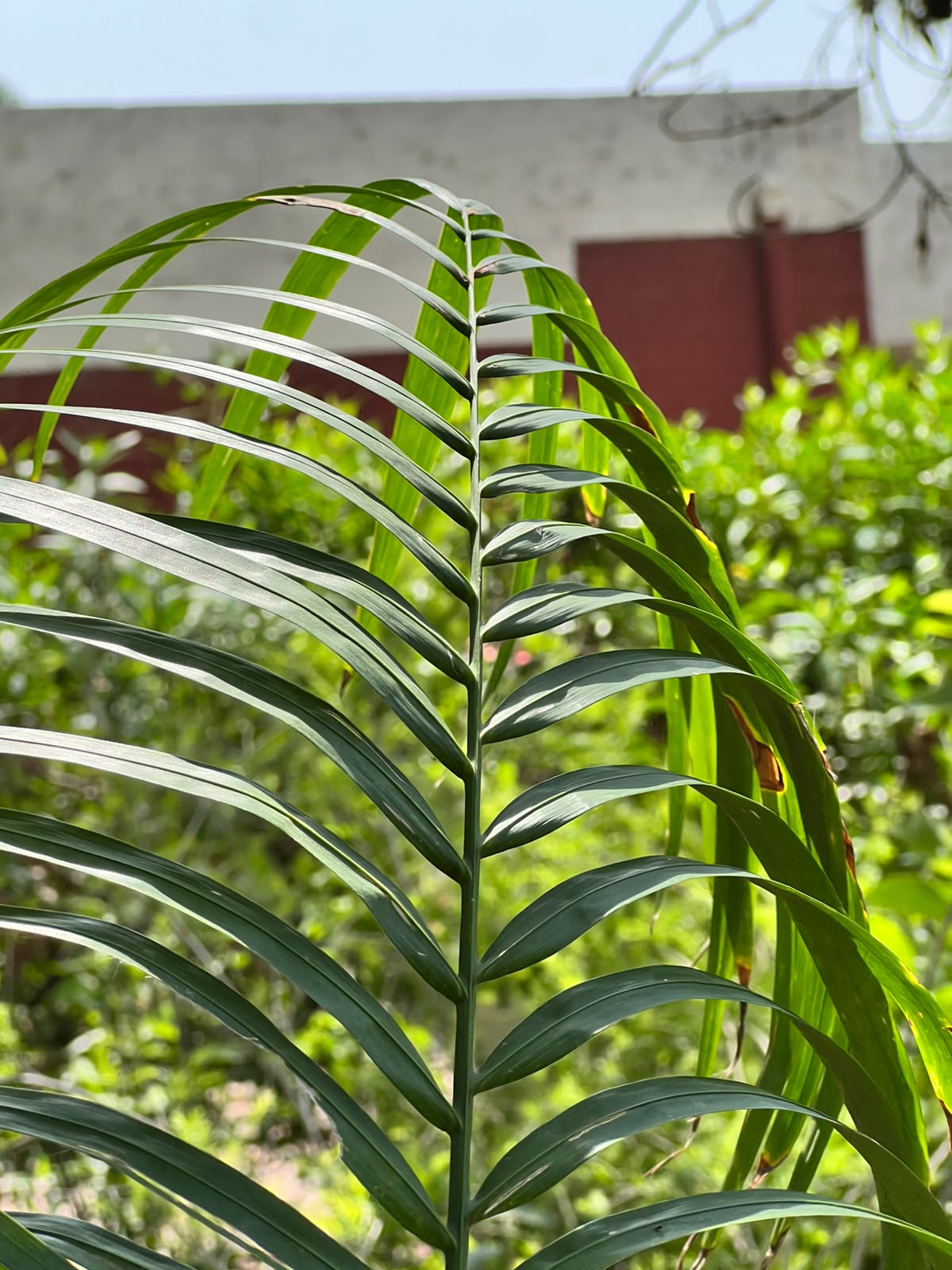Bottle Palm Tree (Exotic Landscape Palm), photo 3