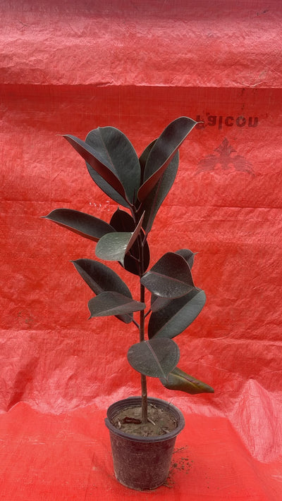 Deal 4 - Rubber Plant