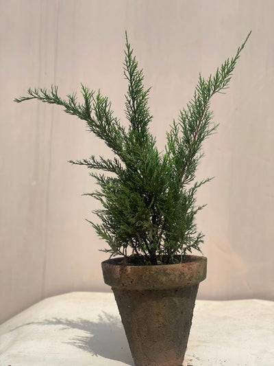Chinese Juniper Plant (Potted Juniper Topiary)