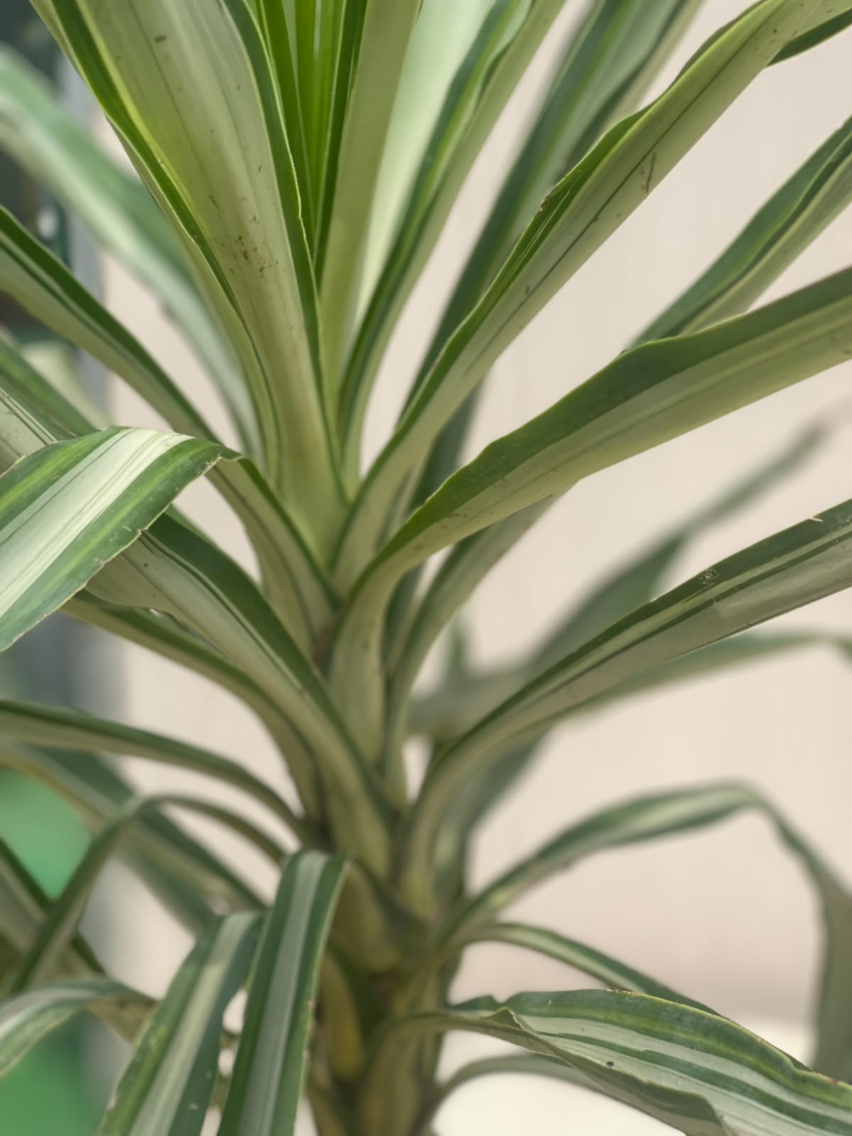 Yucca Plant (Variegated Euka), photo 2