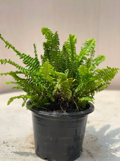 Boston Fern Plant (Indoor Nephrolepis)