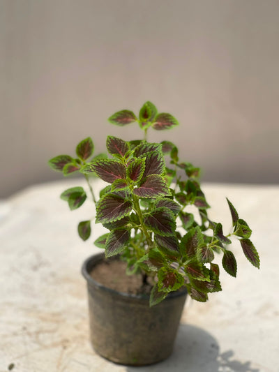 Coleus Plant (Variegated Kolus)