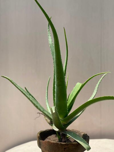 Aloe Vera Plant (Medicinal Succulent)