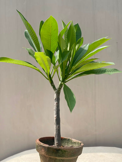 Gul-e-Cheen Plant (Fragrant Plumeria)