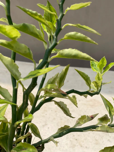 Nag Dana Plant (Zigzag Euphorbia)