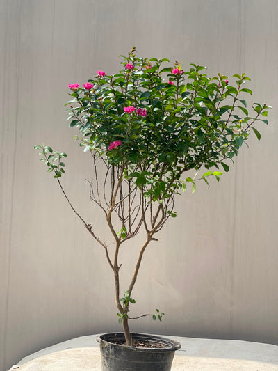 Lajistonia Tree (Pink Crape Myrtle)