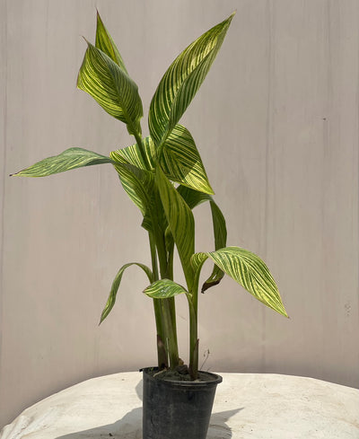 Canna Flower Plant (Bronze Canna Lily)