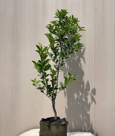 Orange Fruit Plant (Grafted Citrus Tree)