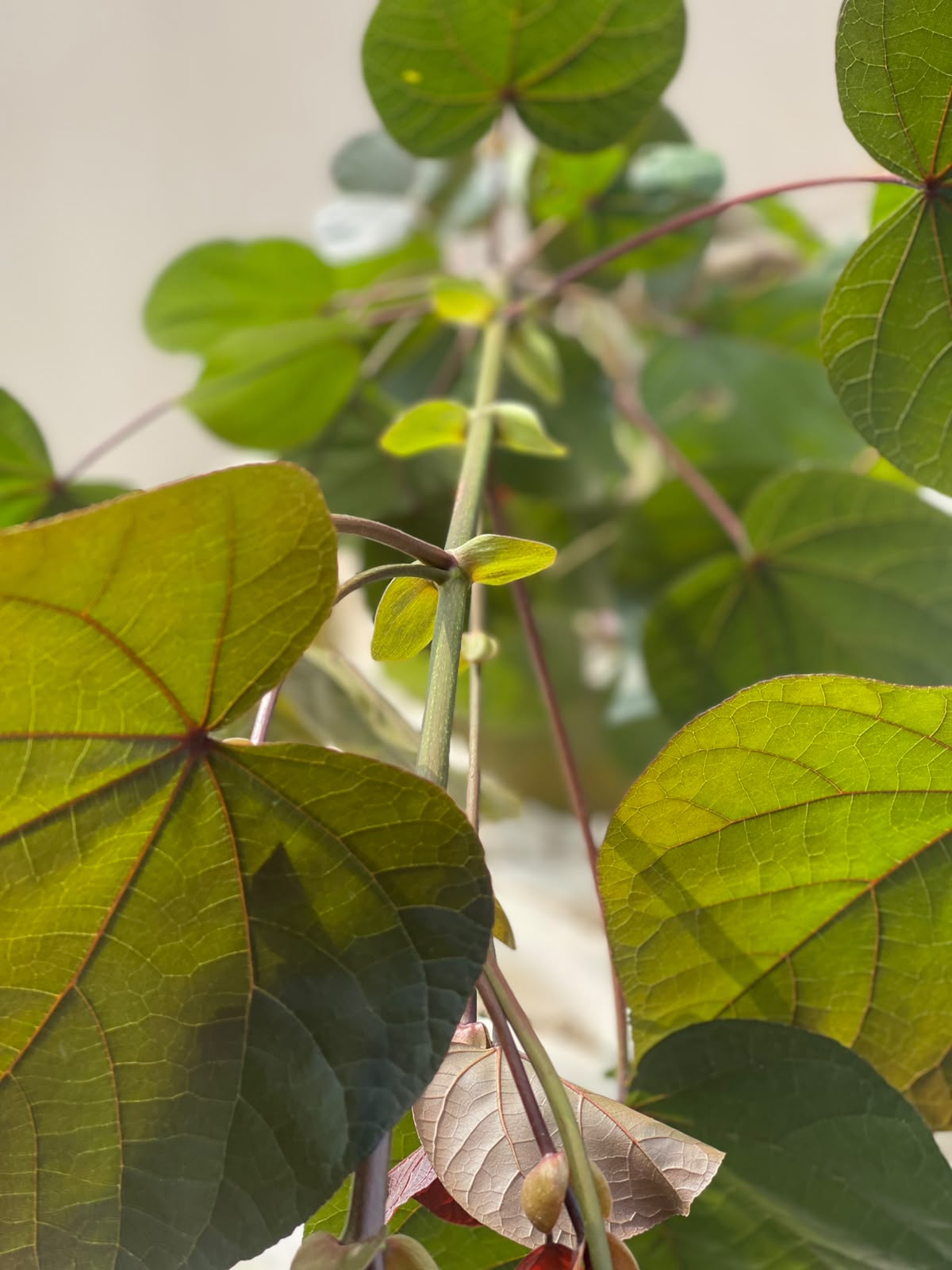 Cotton Flower Plant (Variegated Hibiscus Tiliaceus), photo 2