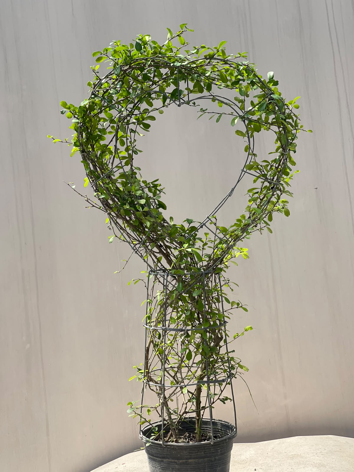 Buxus Heart Plant (Live Boxwood Heart), photo 2