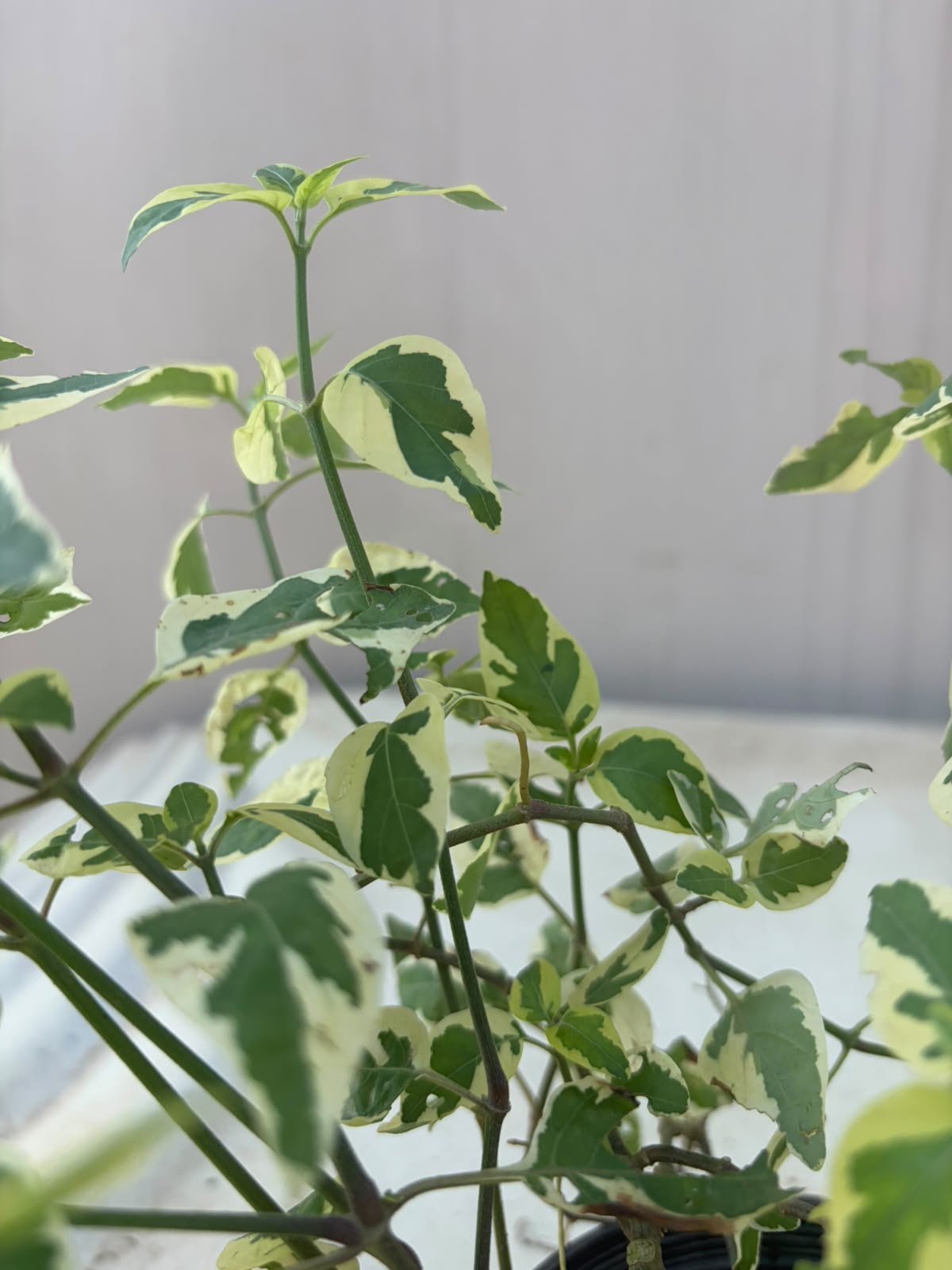 Ivy Bail - English Ivy Creeper (Hedera helix)