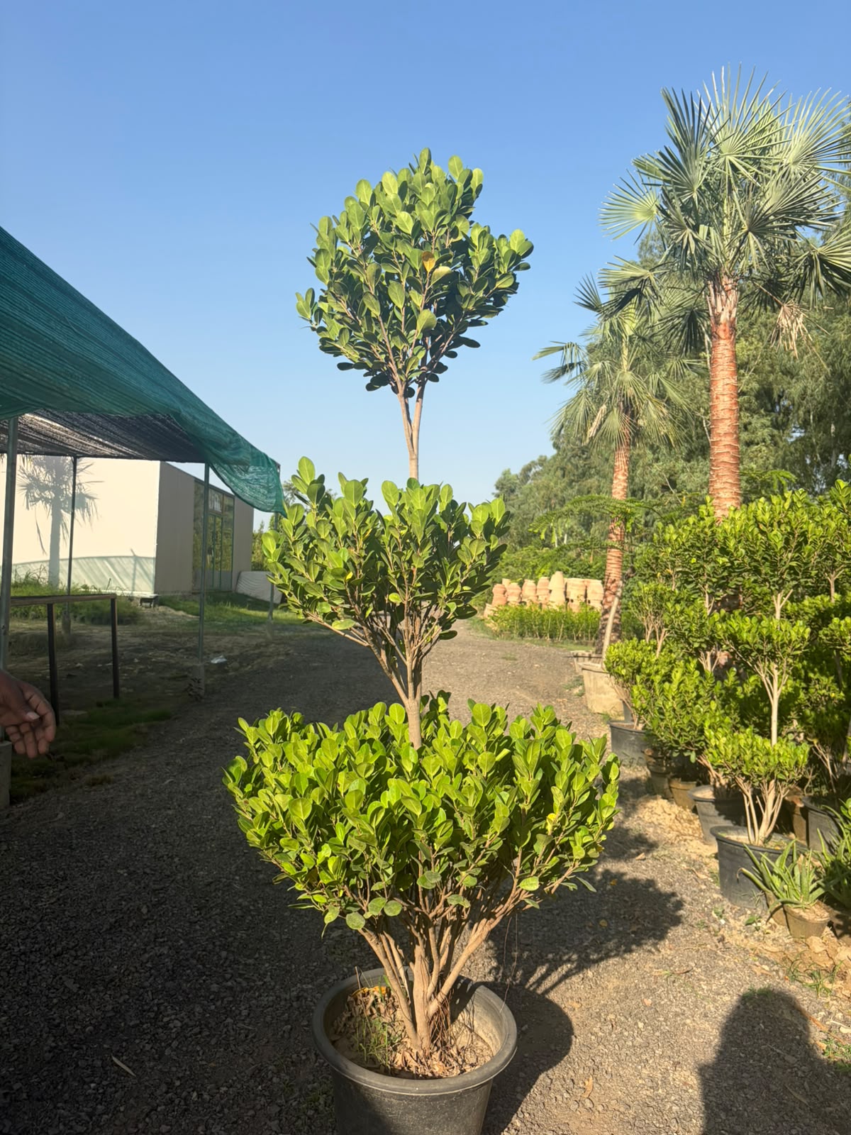 Panda Ficus 3-Step - Tiered Topiary Ficus (Ficus microcarpa)