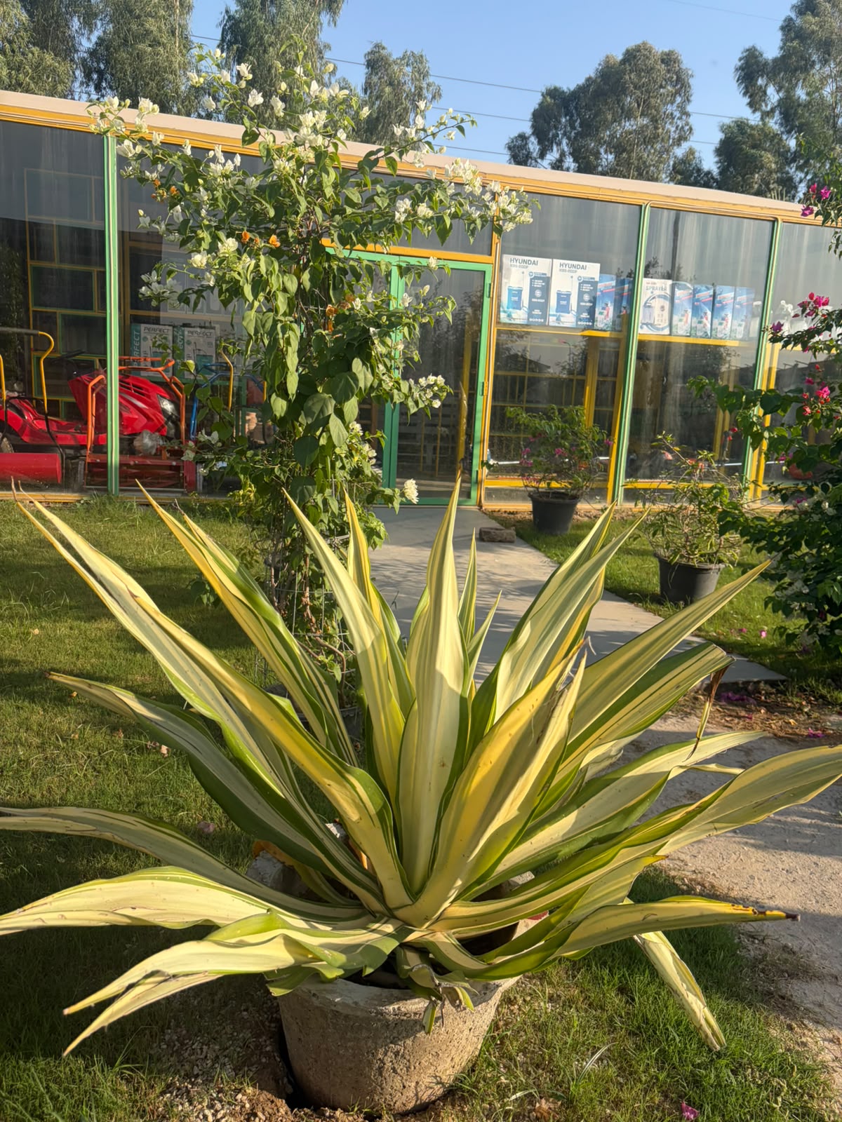 Furcraea Plant - Variegated Furcraea (Furcraea foetida)