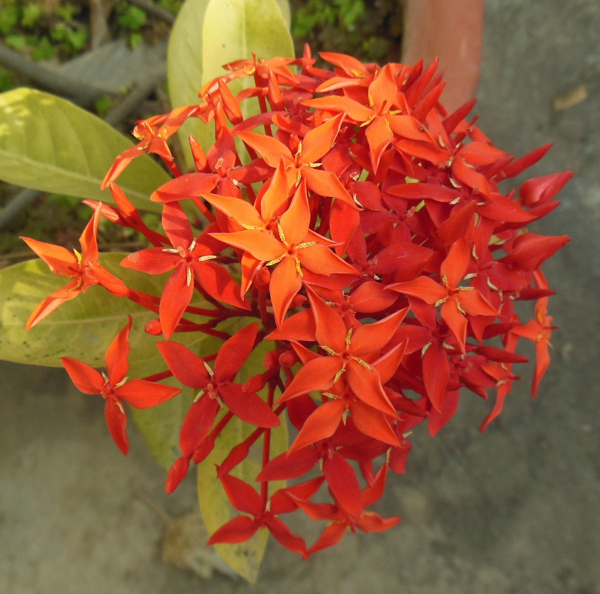 Lal Jhari Plant - red flowering shrub