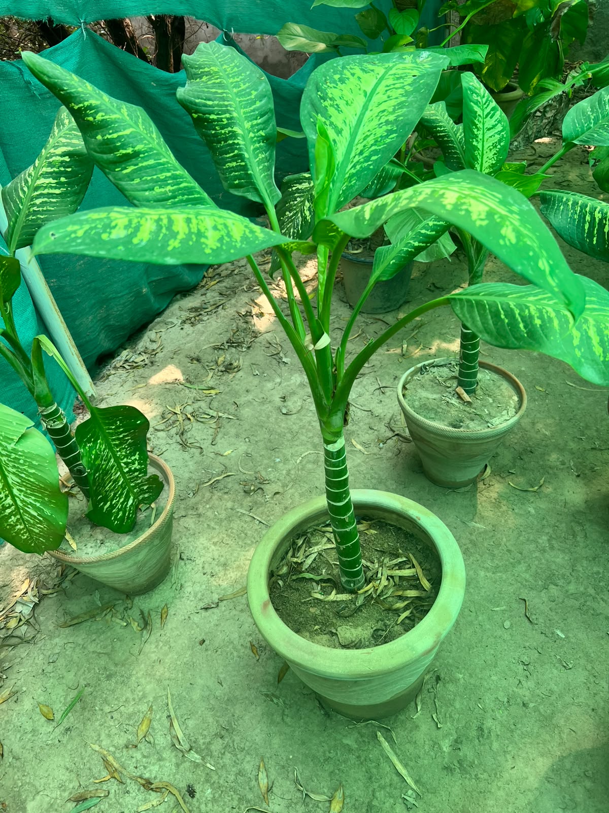 Dieffenbachia Plant (Dumb Cane)