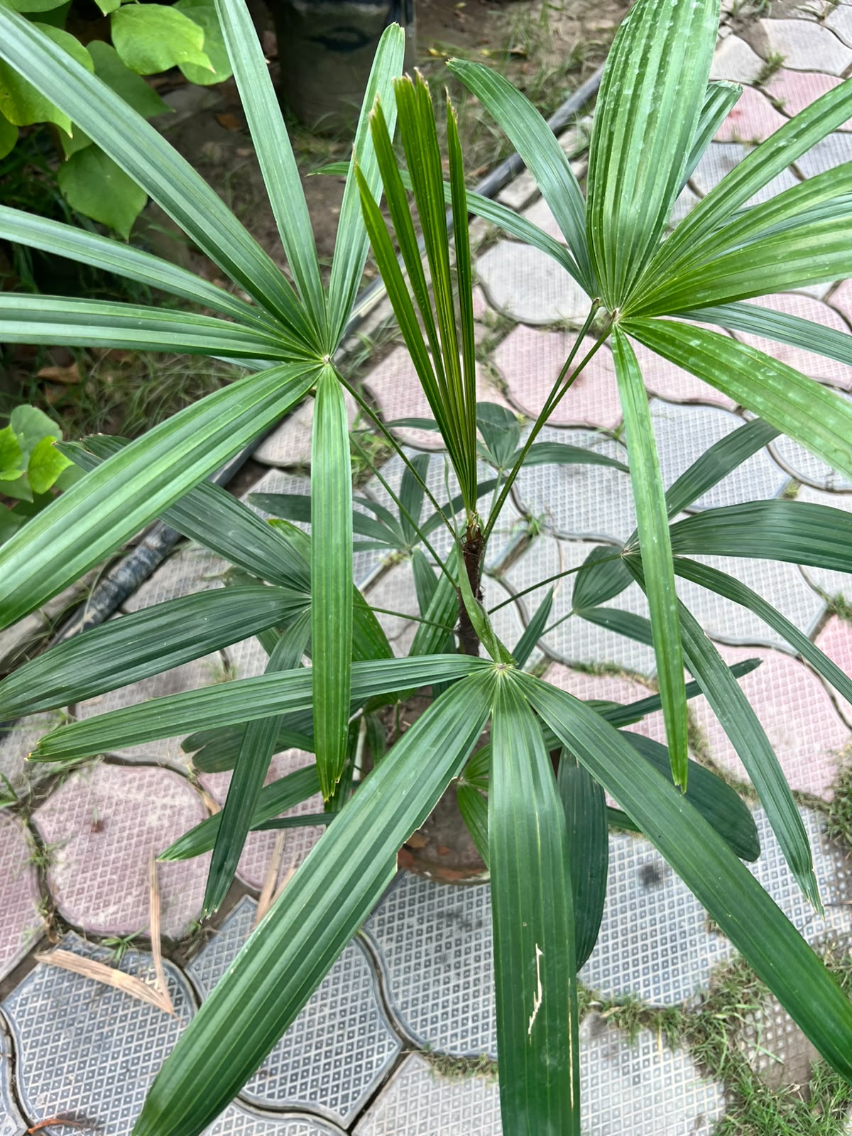 Deal 12 - Palm & Croton Bundle