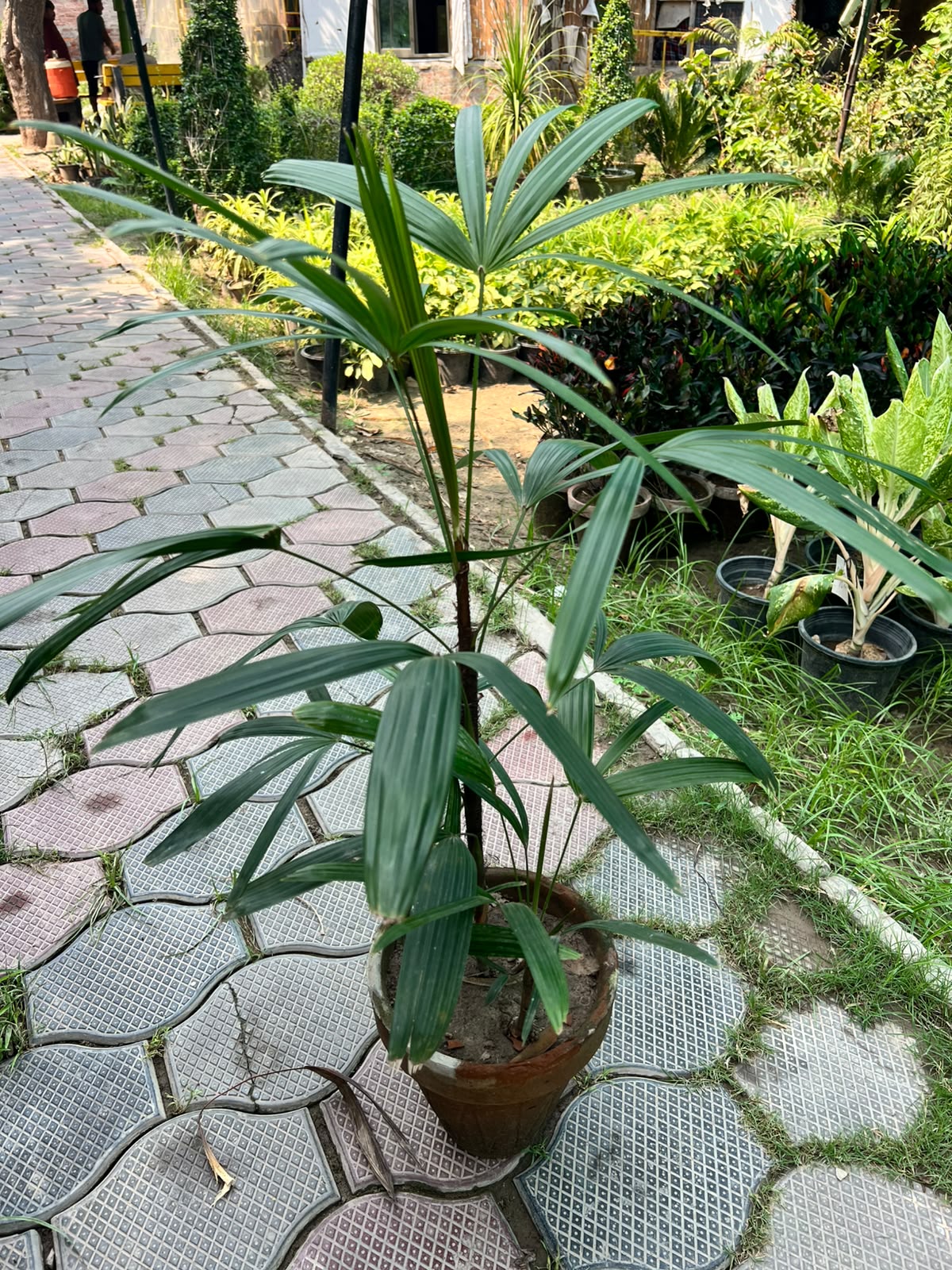Lady Finger Palm - Lady Palm (Rhapis excelsa)