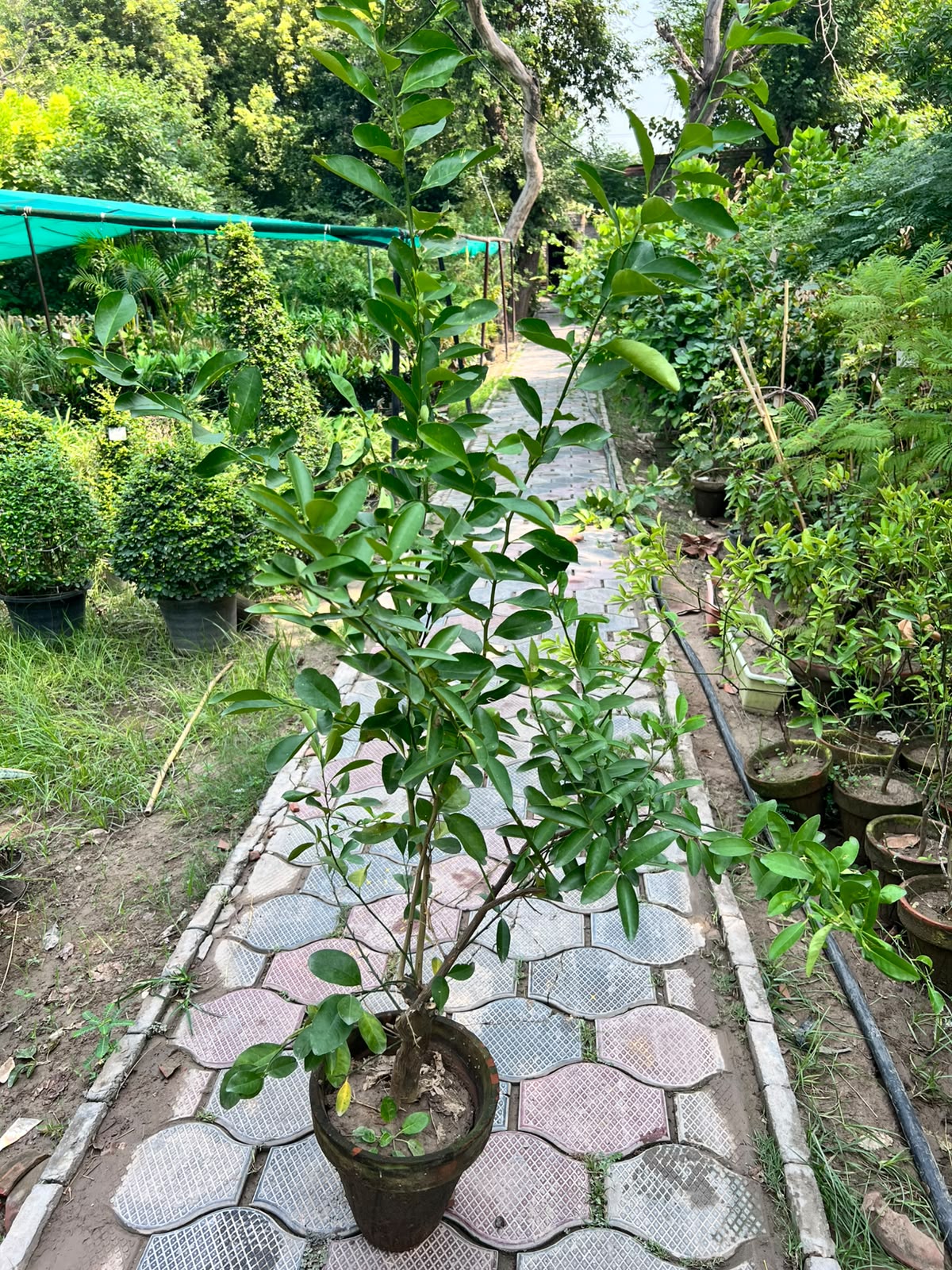 Lemon Plant - Lemon Fruit Plant (Citrus limon)