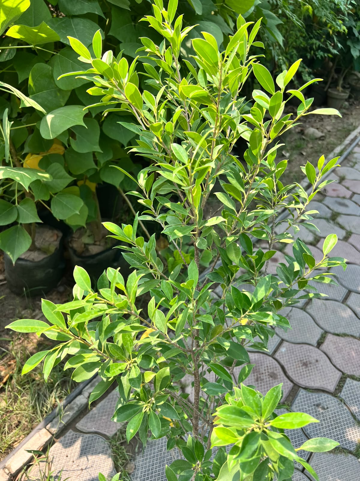 Cone Ficus Plant - Cone Topiary Ficus (Ficus microcarpa)