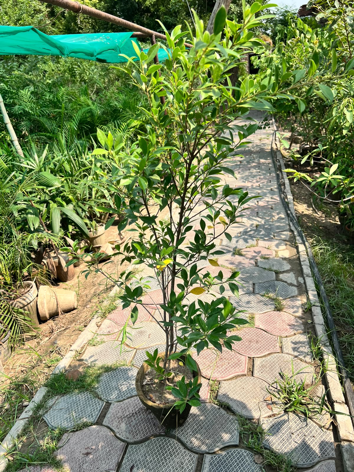 Cone Ficus