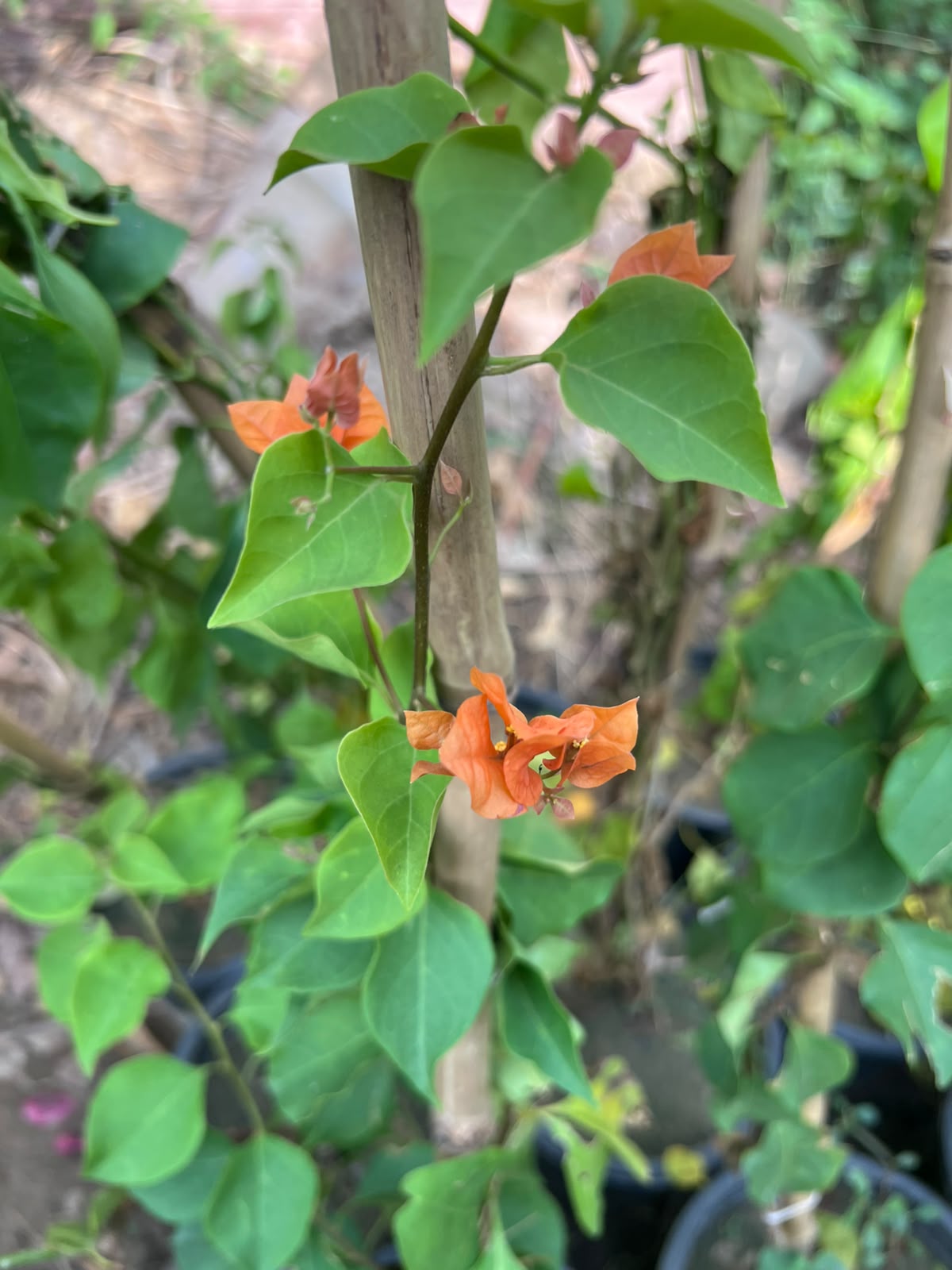 Bougainvillea