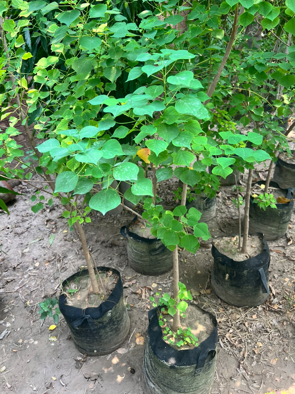 Sapium Plant - Chinese Tallow Tree