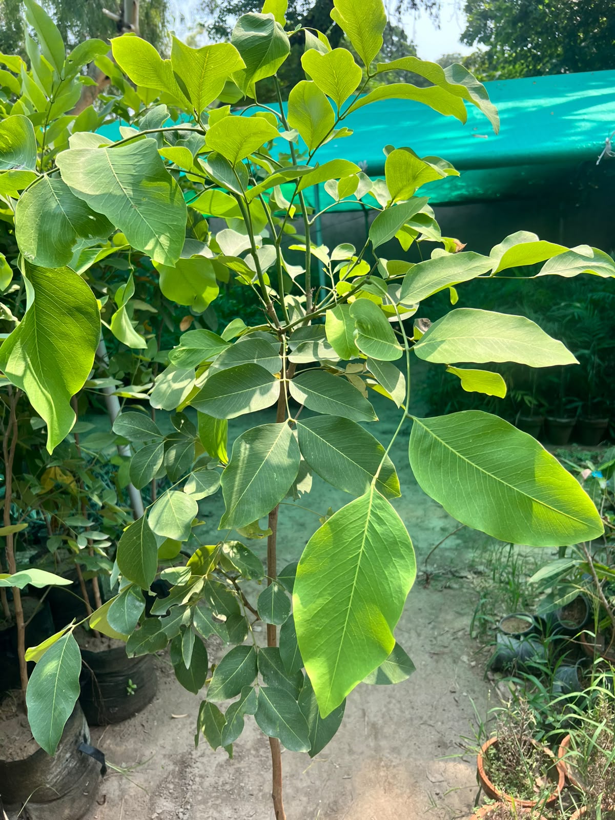 Amaltas Plant - Golden Shower Tree (Cassia fistula)
