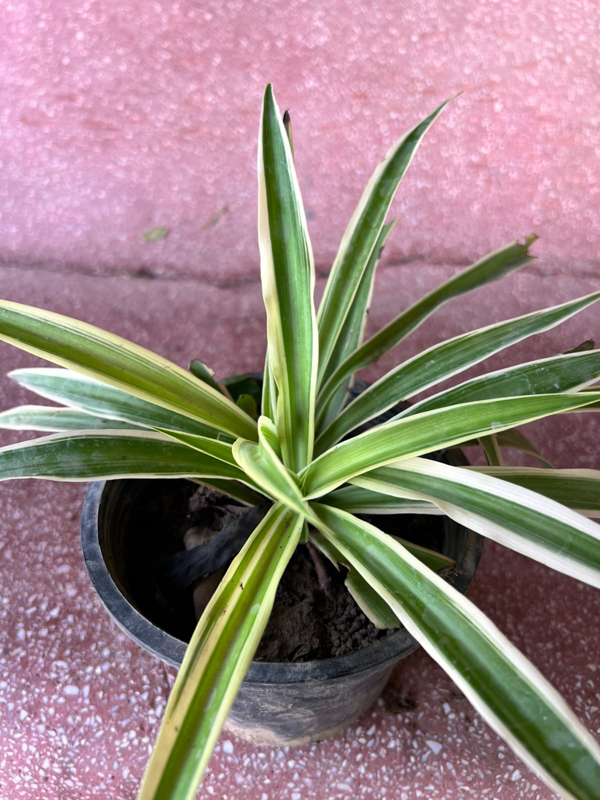 Spider Plant (Variegated Chlorophytum)