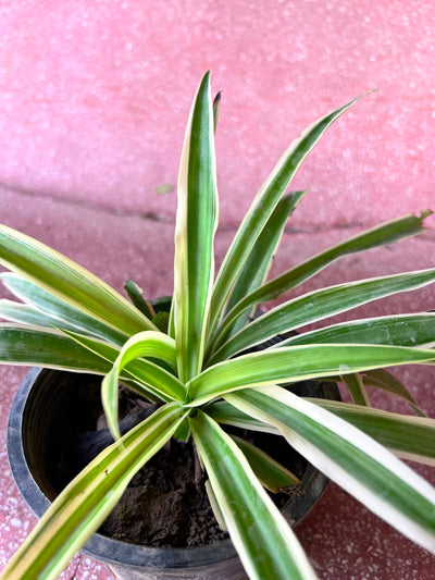 Spider Plant (Variegated Chlorophytum)