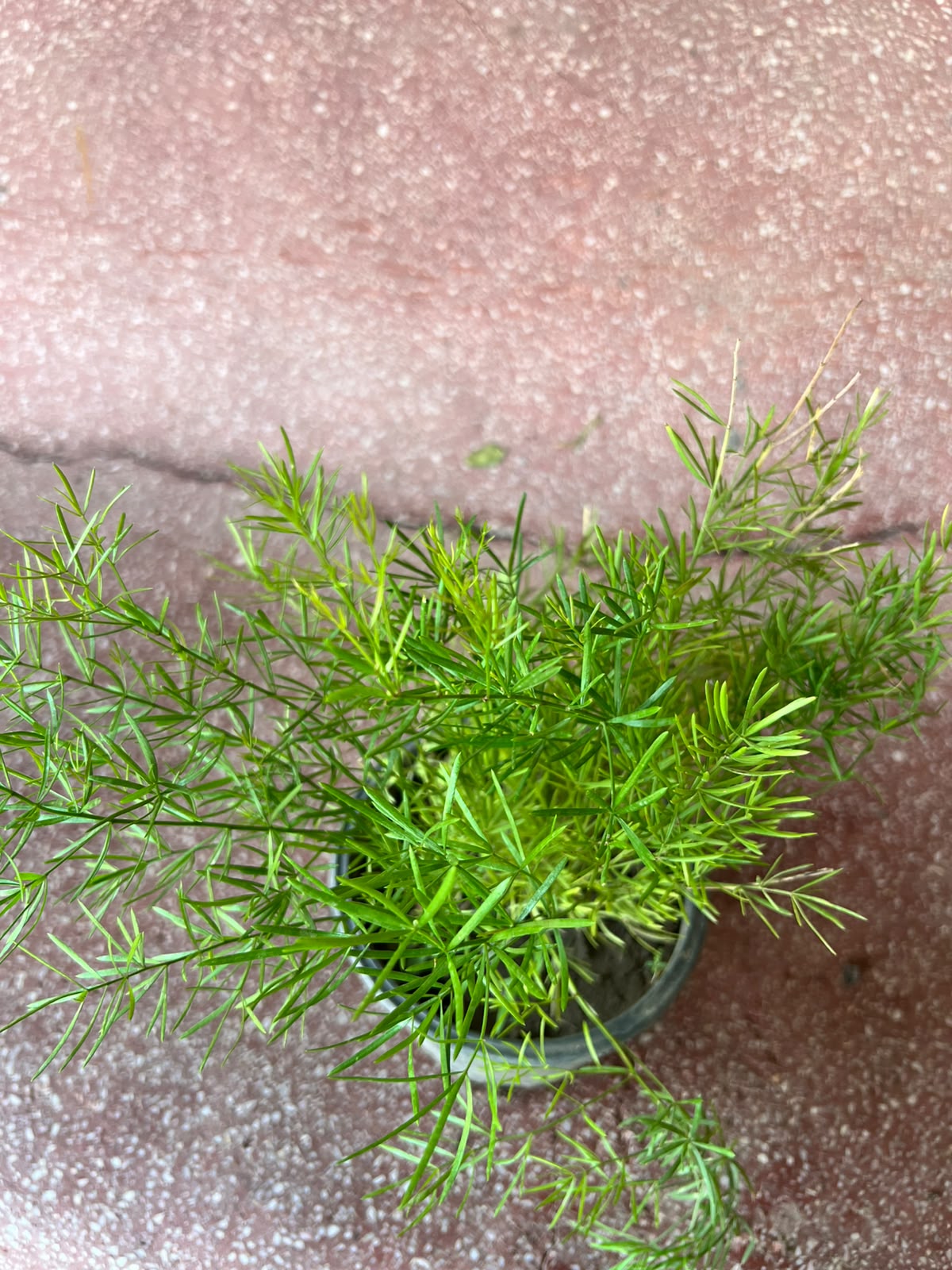 Aspera Grass Plant (Asparagus Fern)