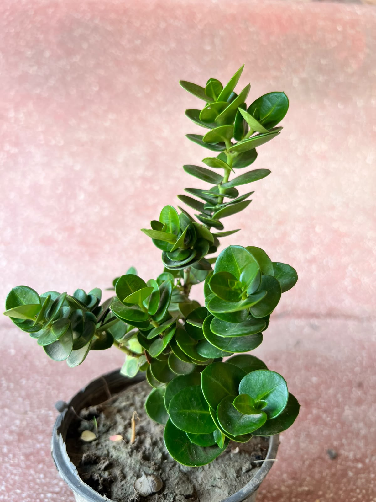 Karonda Plant (Dwarf Natal Plum)