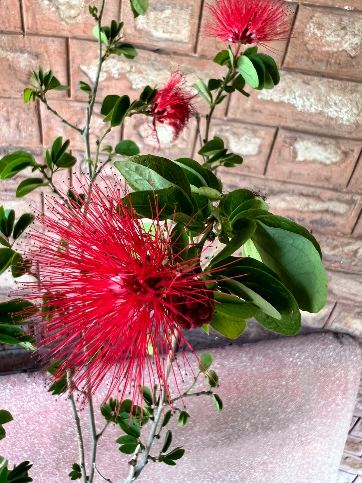 Calliandra Plant (Pink Powderpuff Shrub)